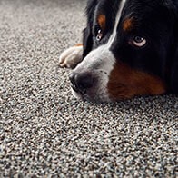 Dog on carpet | Flooring 101