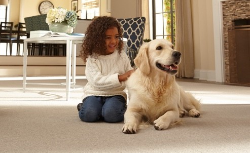 Pet friendly carpet | Flooring 101