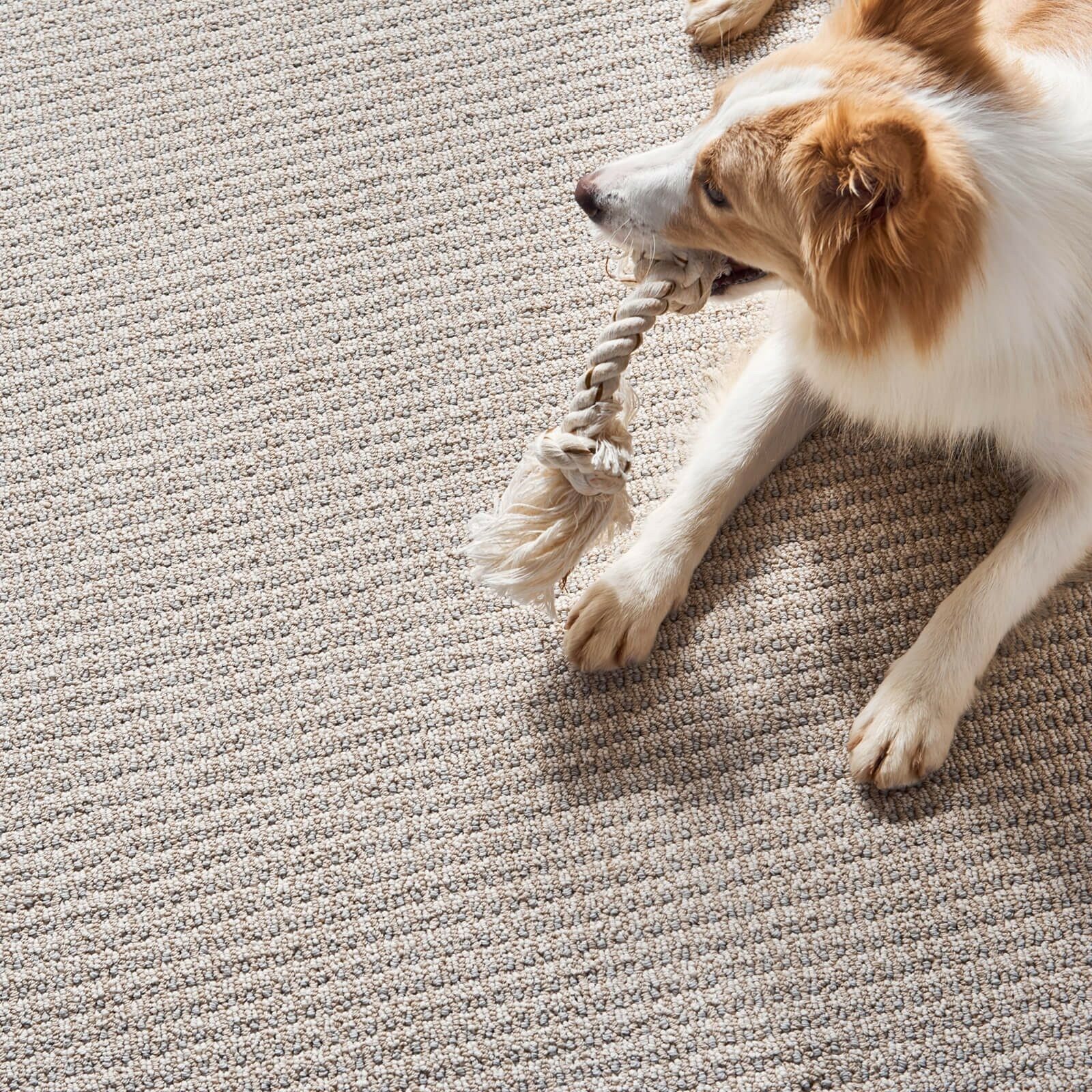 Dog on pet friendly carpet | Flooring 101
